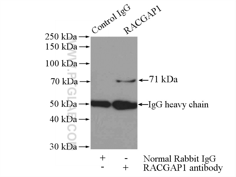 IP experiment of mouse testis using 13739-1-AP