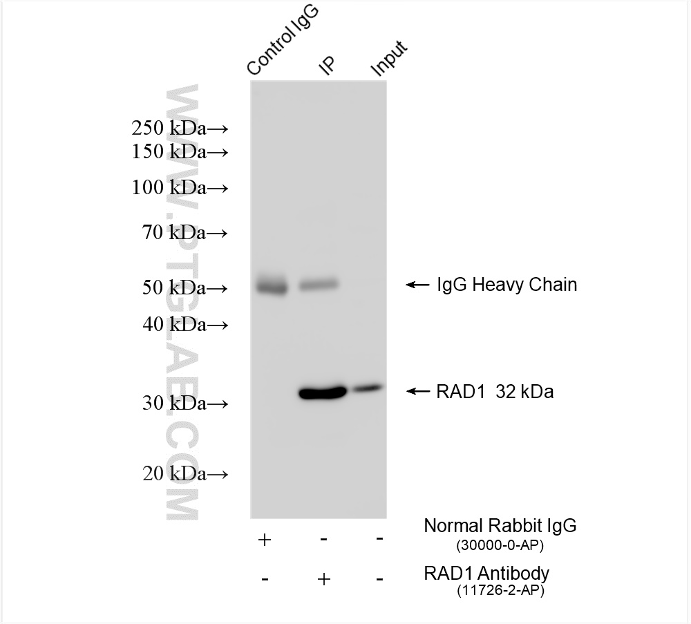 IP experiment of HeLa using 11726-2-AP