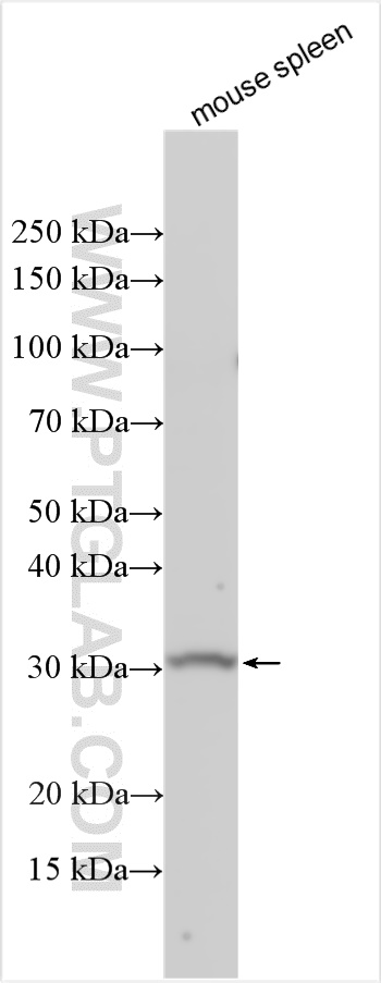 WB analysis using 11726-2-AP