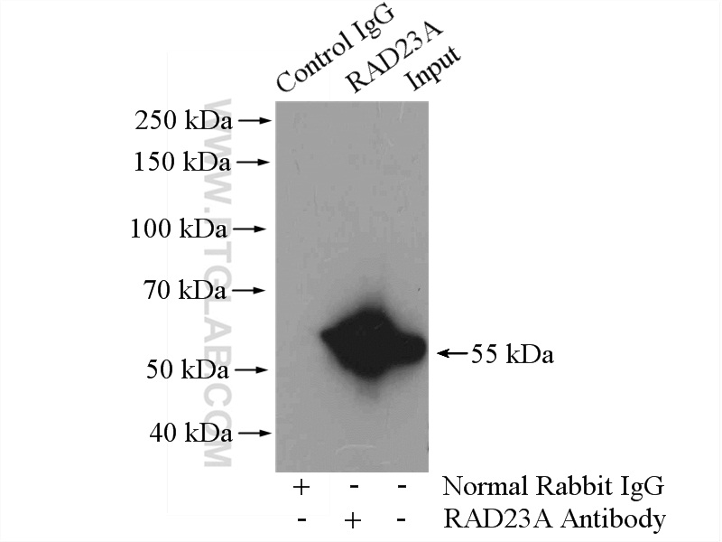 IP experiment of Jurkat using 51033-1-AP