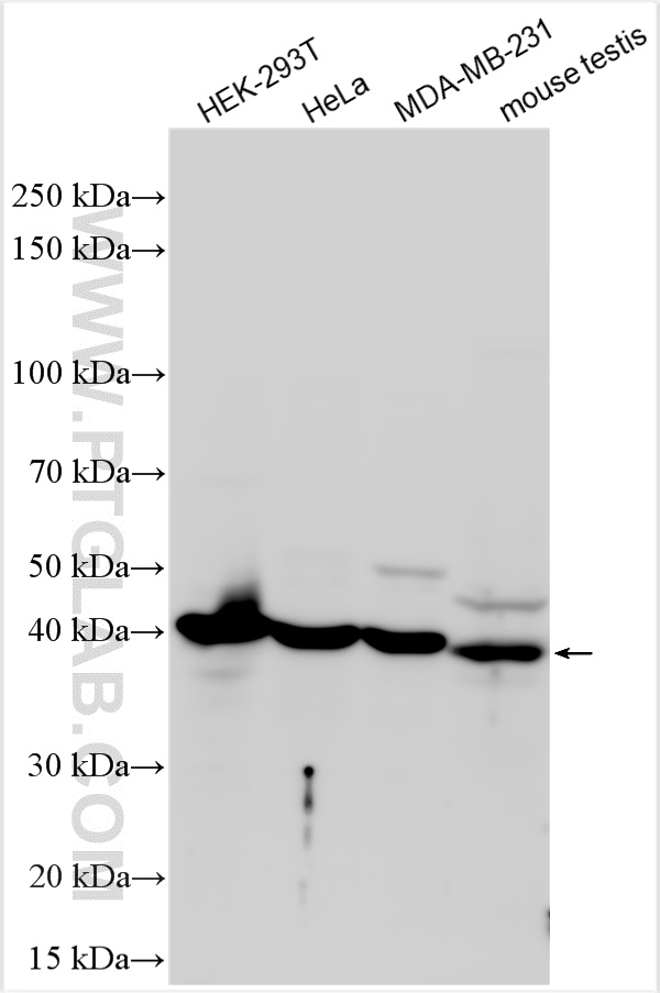 WB analysis using 31678-1-AP