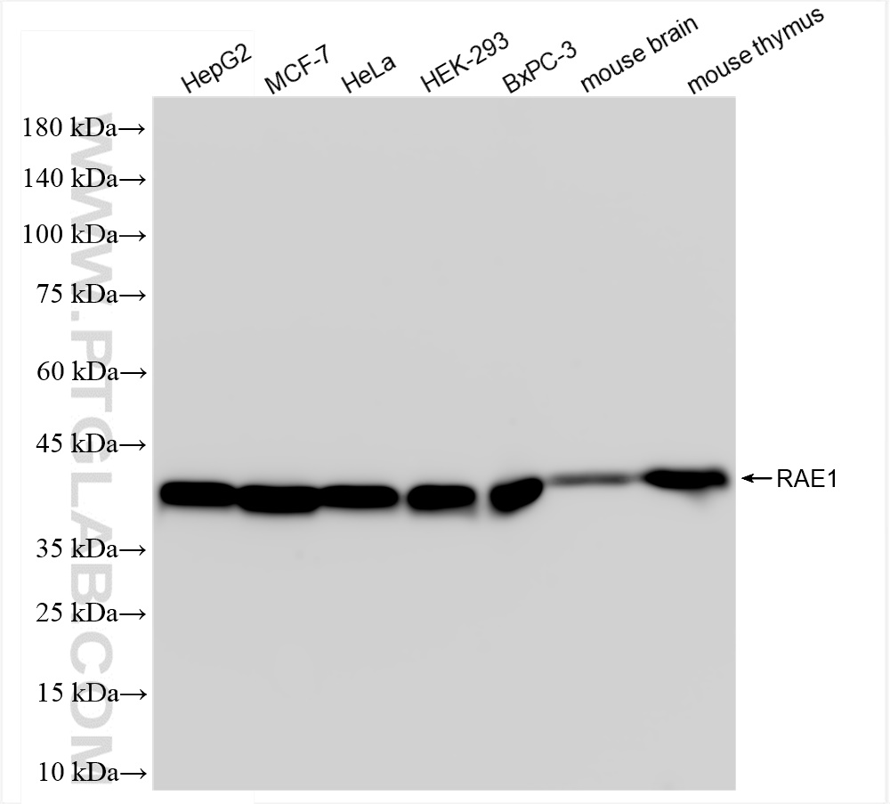 WB analysis using 83712-1-RR (same clone as 83712-1-PBS)