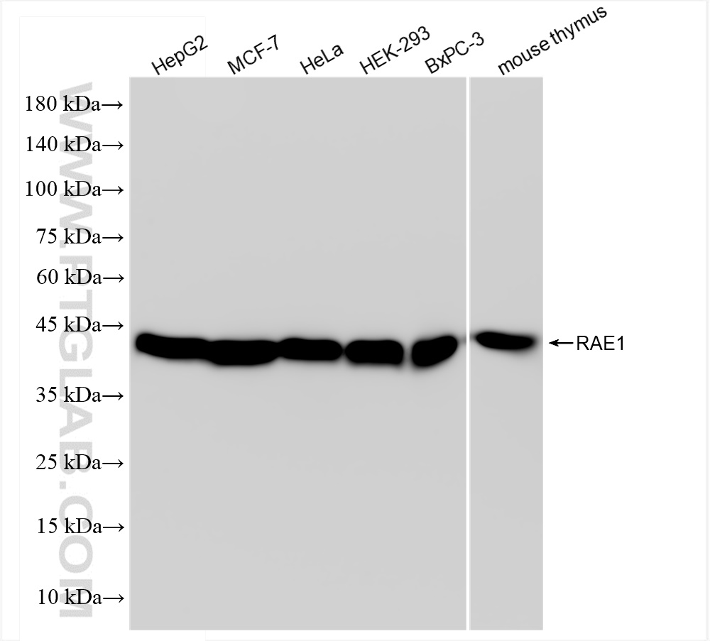 WB analysis using 83712-4-RR