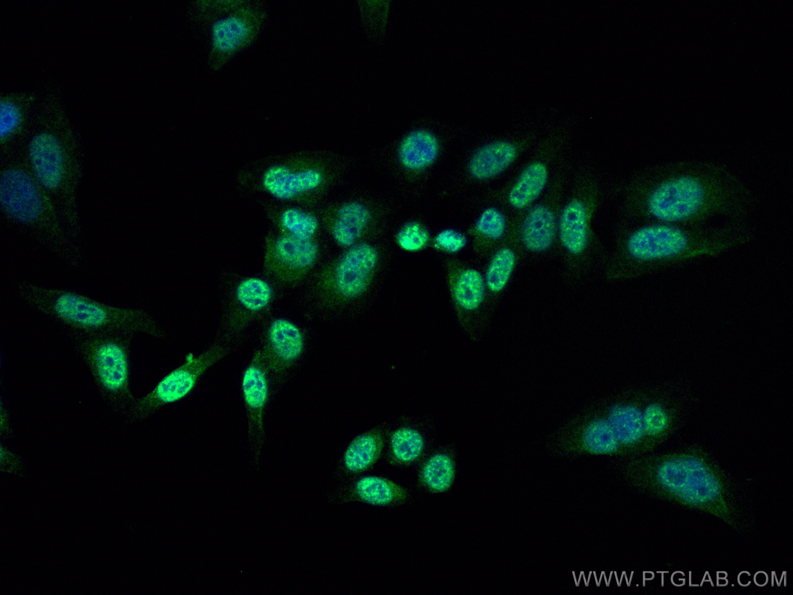 IF Staining of HepG2 using CL488-66998