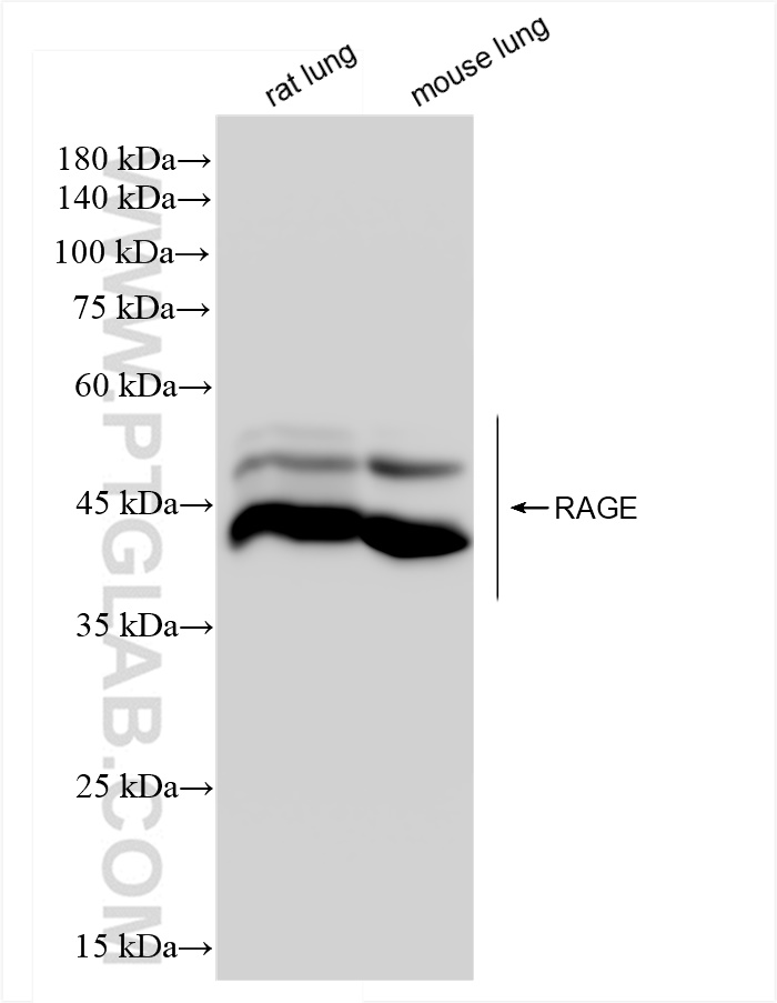 WB analysis using 83742-5-RR