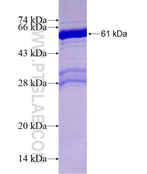 RAI2 fusion protein Ag28253 SDS-PAGE