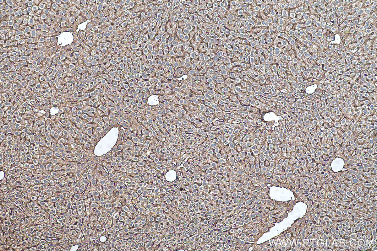 IHC staining of mouse liver using 67094-1-Ig (same clone as 67094-1-PBS)