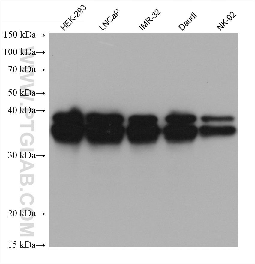 WB analysis using 67534-1-Ig