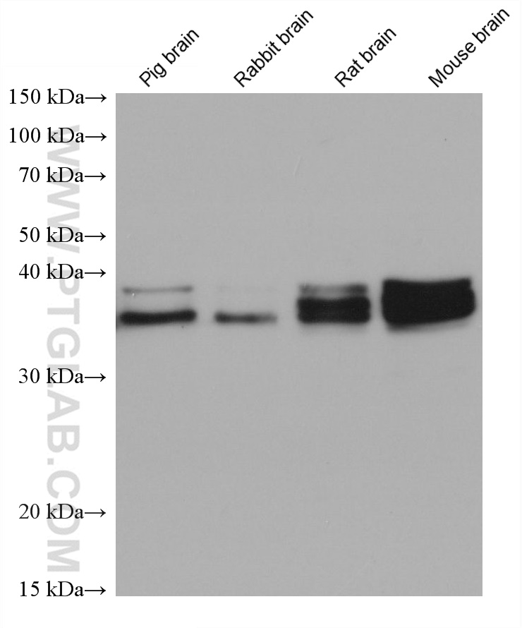 WB analysis using 67534-1-Ig