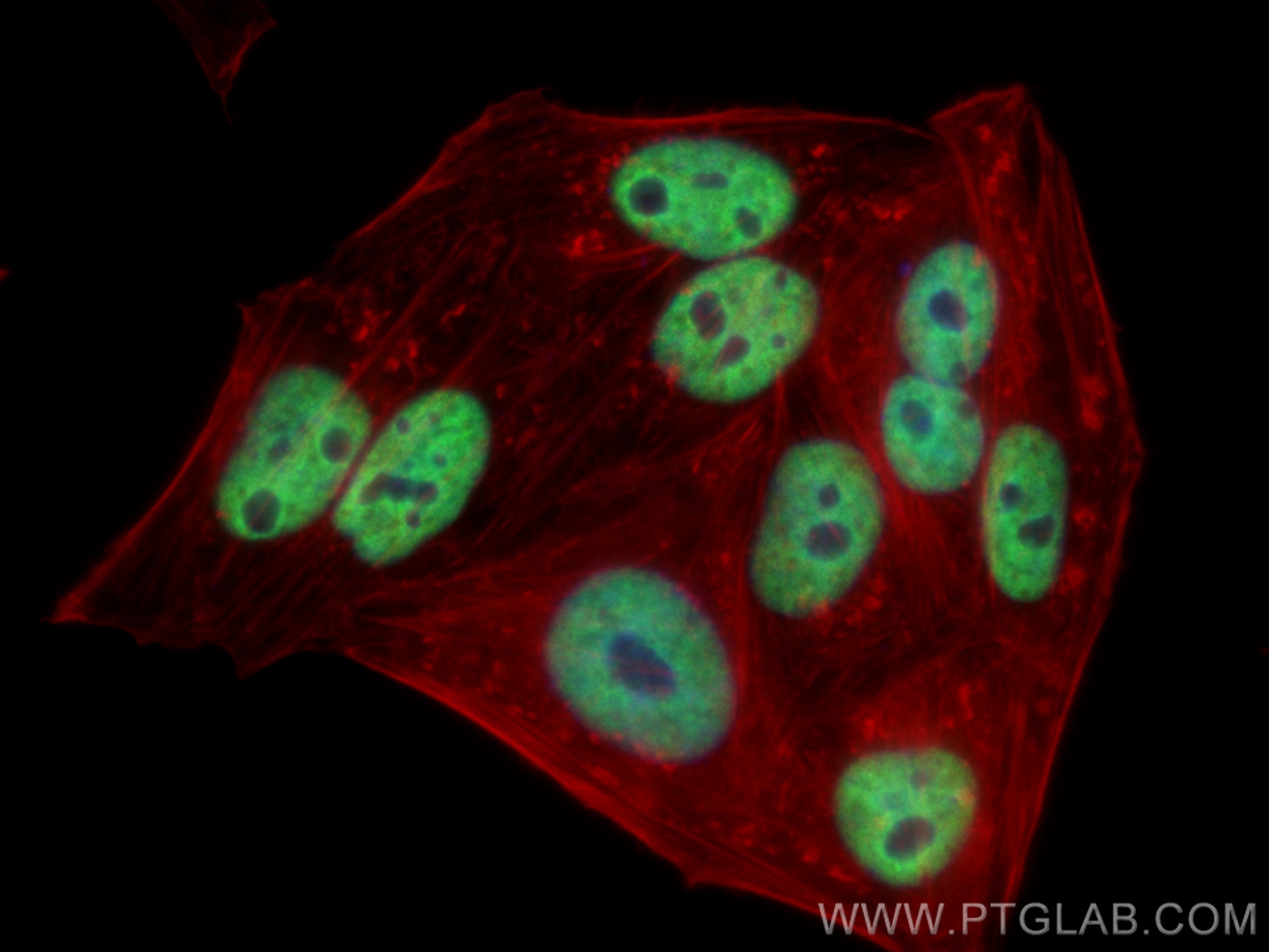 IF Staining of HepG2 using CL488-67534