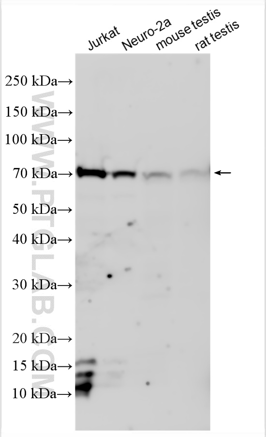 WB analysis using 10416-1-AP