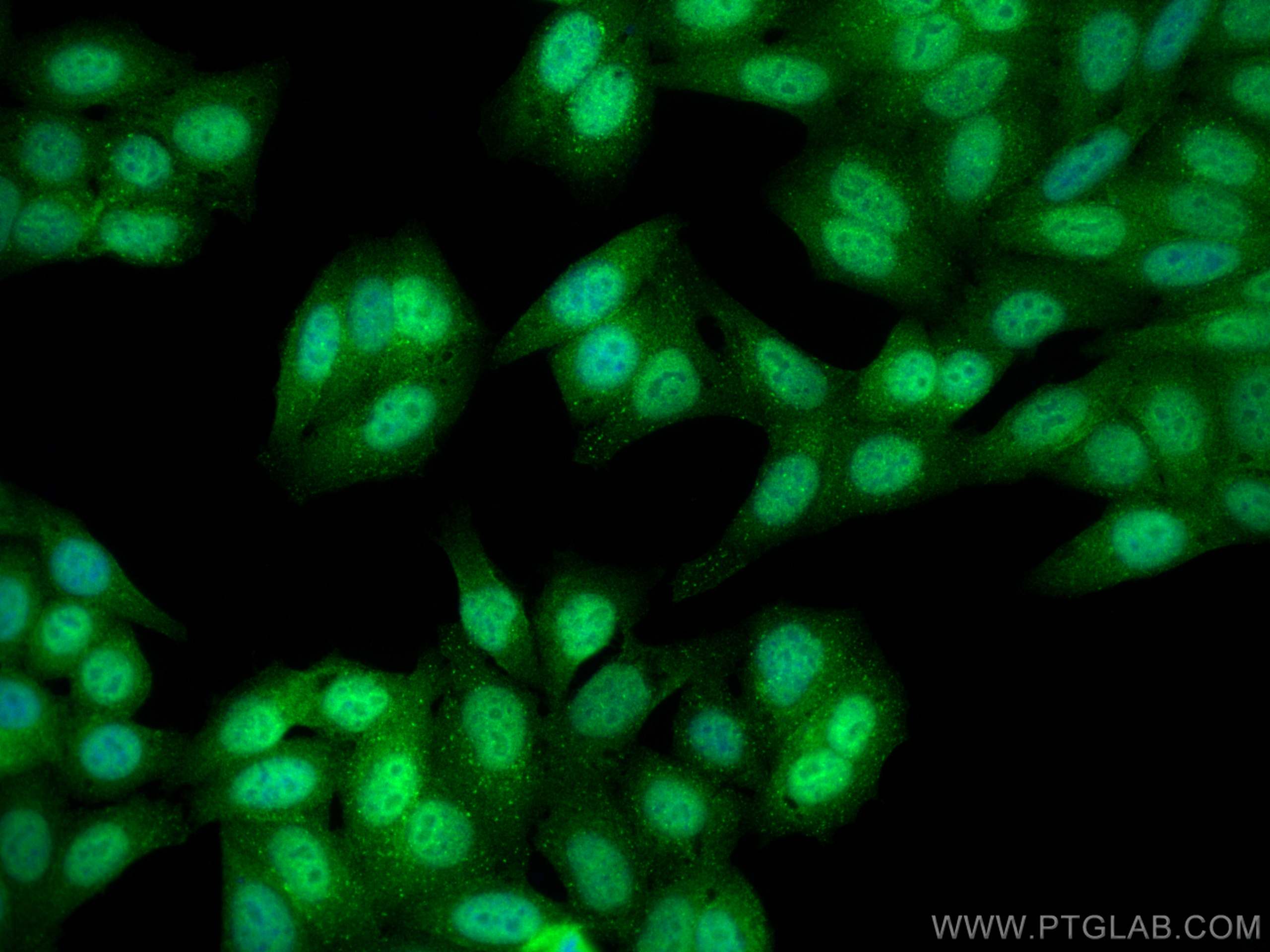 IF Staining of HepG2 using 27168-1-AP