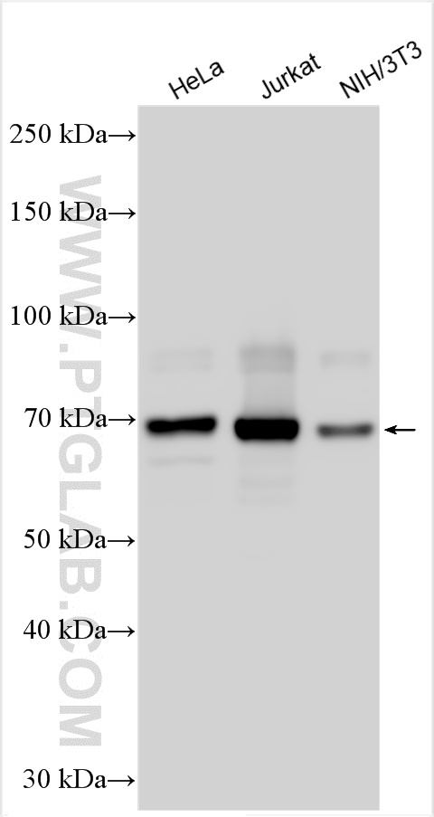 WB analysis using 27168-1-AP