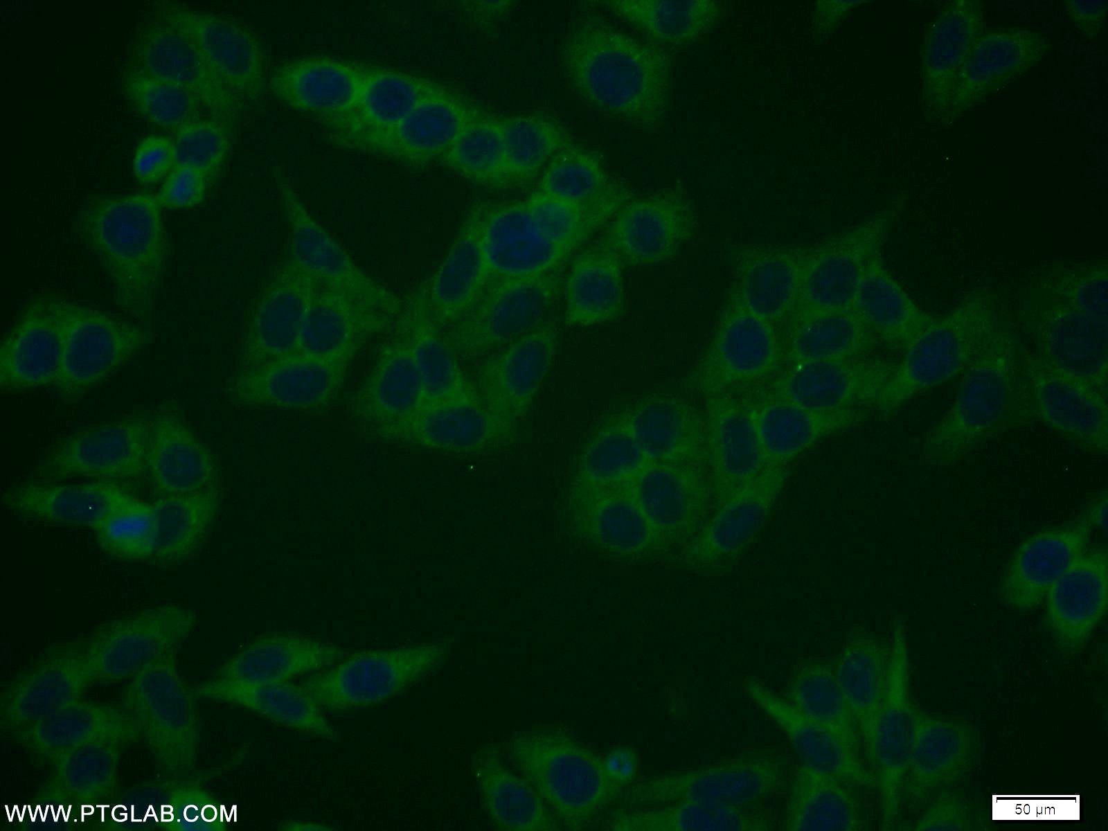 IF Staining of HepG2 using 10552-1-AP