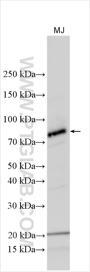 WB analysis using 55293-1-AP