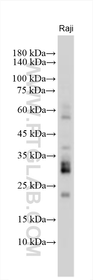 WB analysis using 23408-1-AP