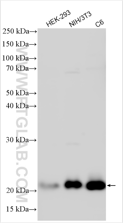 WB analysis using 16336-1-AP