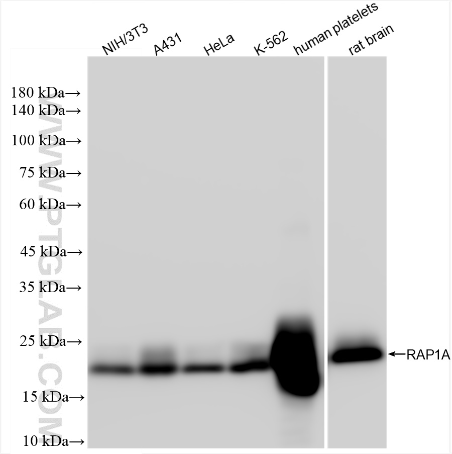 WB analysis using 83708-2-RR (same clone as 83708-2-PBS)