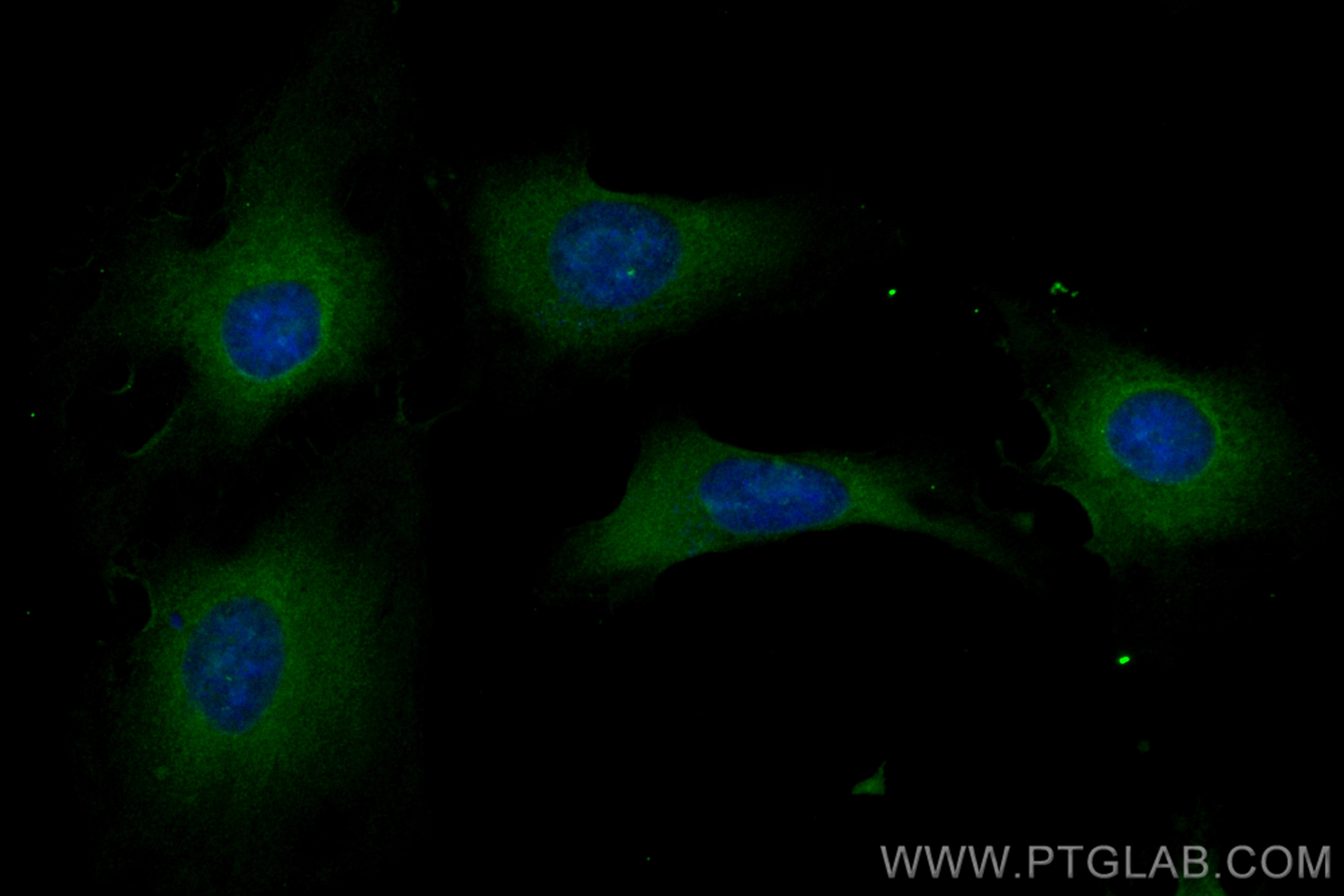 IF Staining of HeLa using CL488-83708