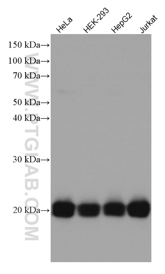 WB analysis using 67174-1-Ig