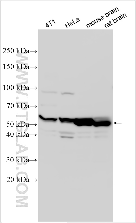 WB analysis using 10377-1-AP