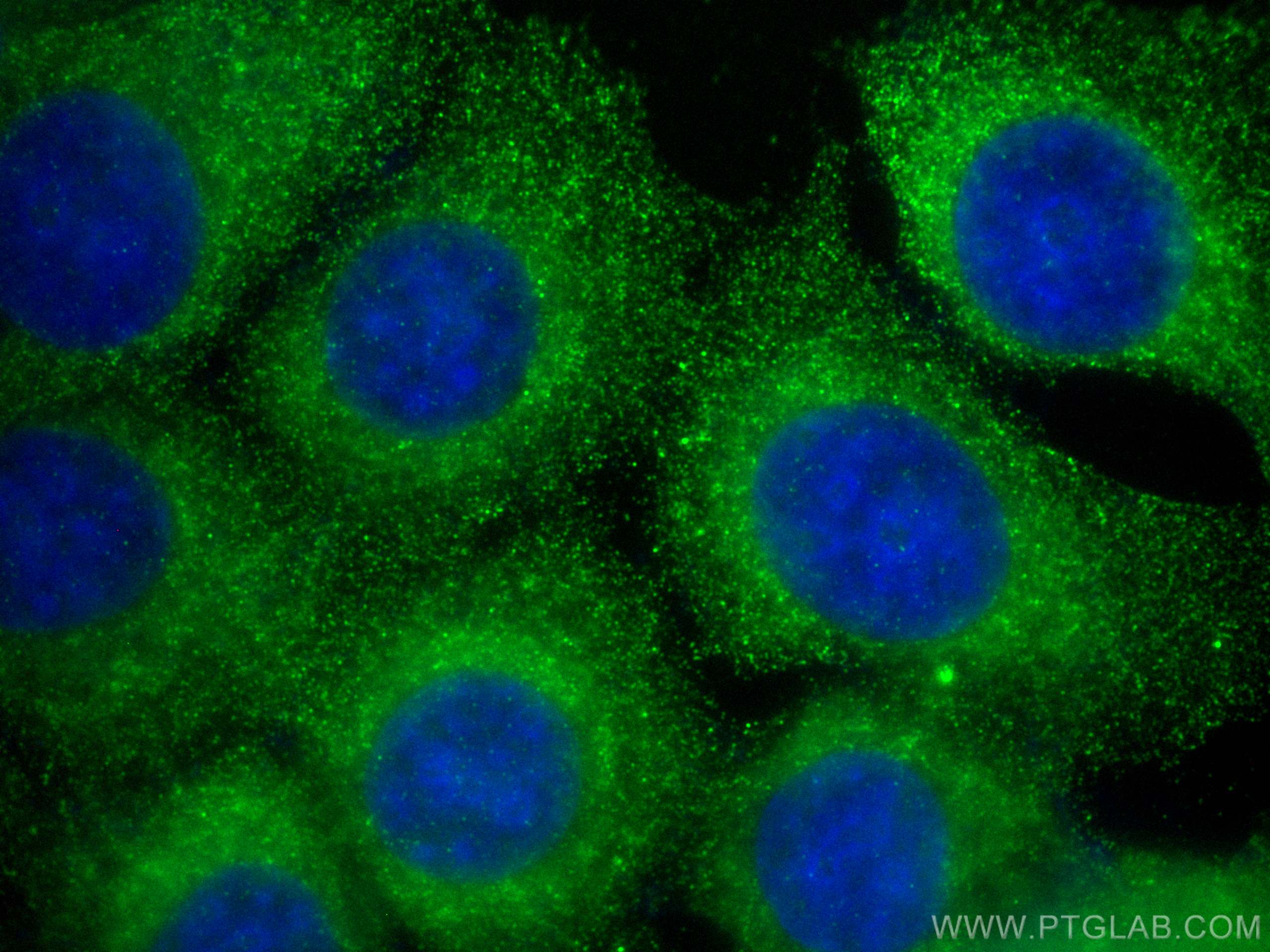 IF Staining of MCF-7 using 68368-1-Ig (same clone as 68368-1-PBS)