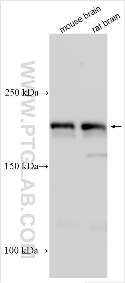 WB analysis using 31299-1-AP