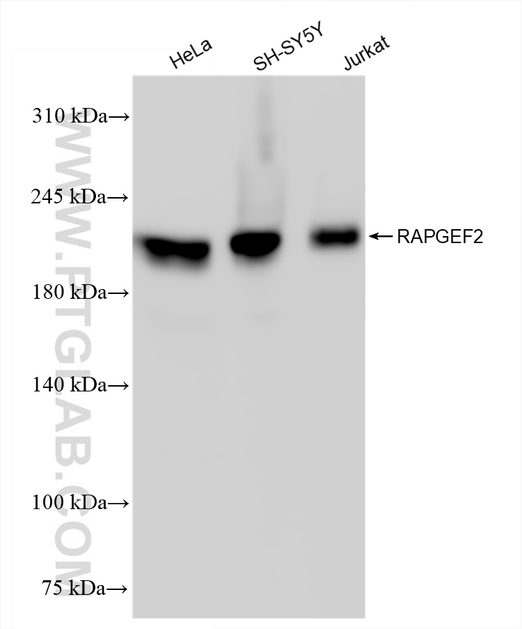 WB analysis using 84331-4-RR