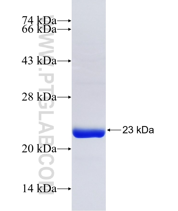 RAPGEF2 fusion protein Ag35334 SDS-PAGE