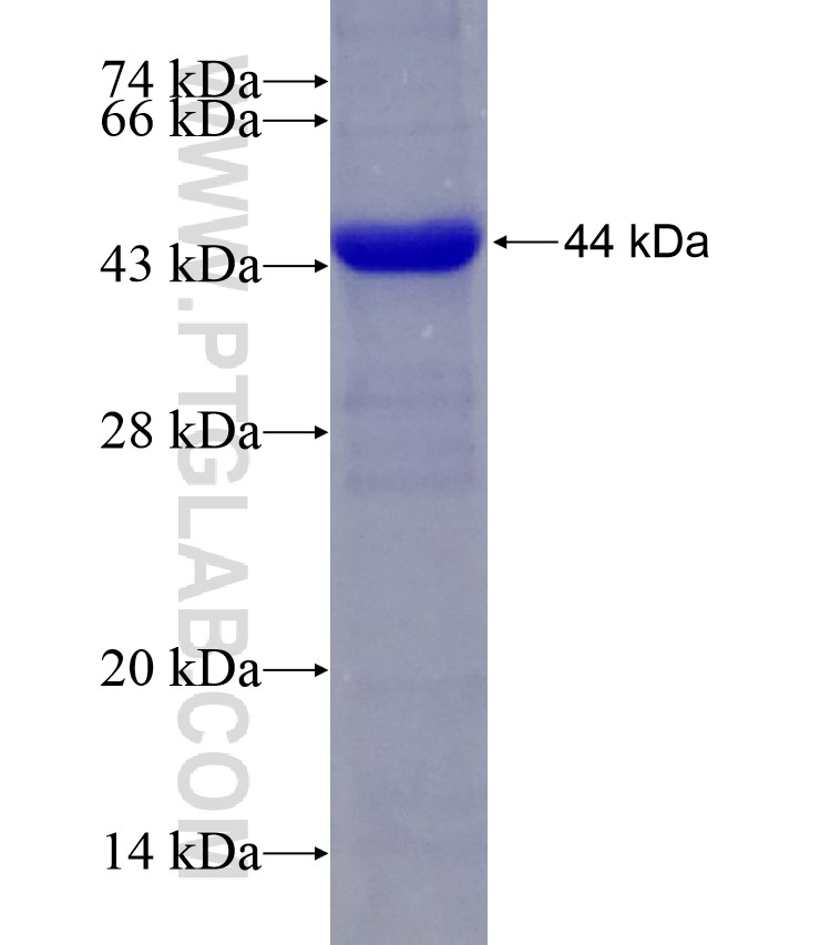 RAPGEF3 fusion protein Ag28284 SDS-PAGE