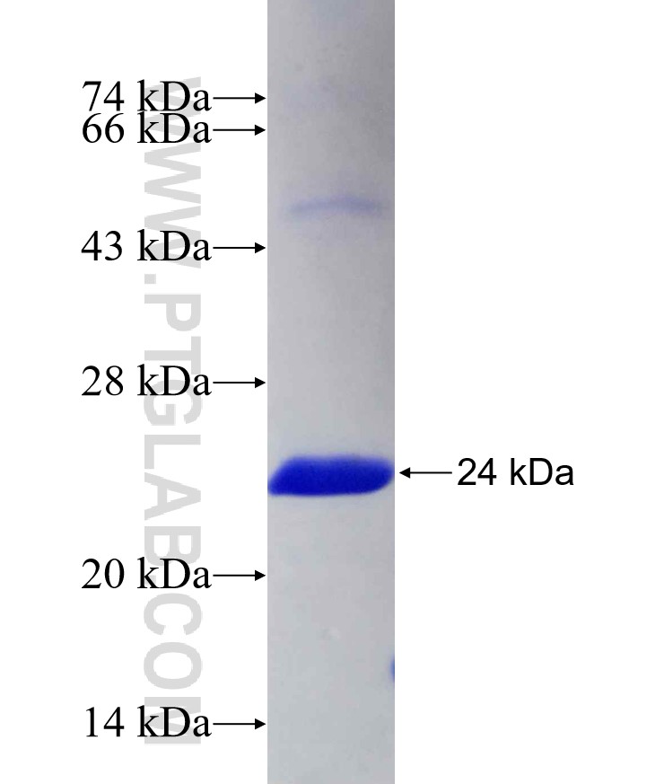 RAPGEF3 fusion protein Ag29369 SDS-PAGE