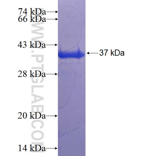 RAPH1 fusion protein Ag22782 SDS-PAGE