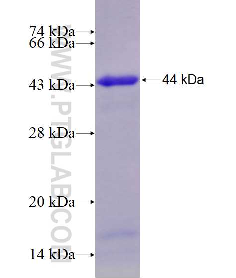 RARA fusion protein Ag27289 SDS-PAGE