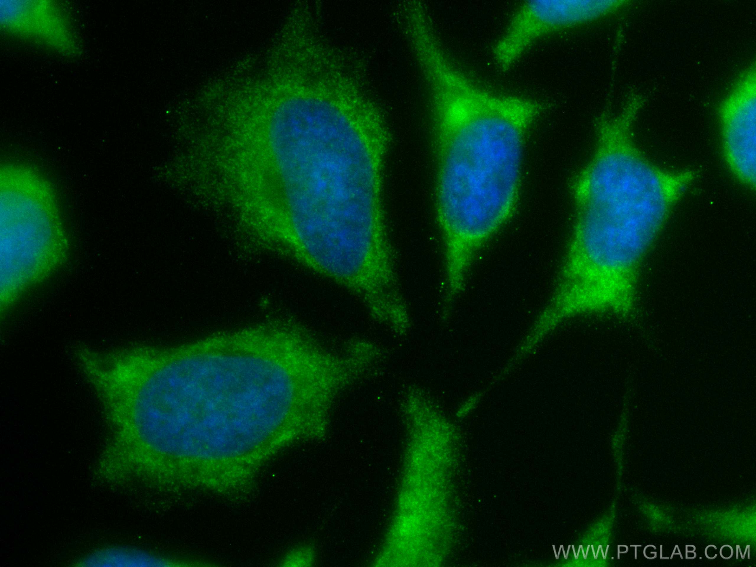 IF Staining of HeLa using CL488-66815