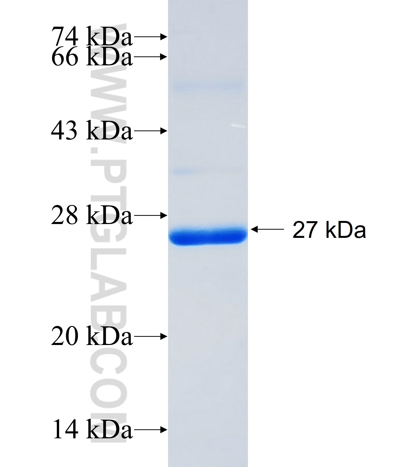 RASA1 fusion protein Ag34368 SDS-PAGE