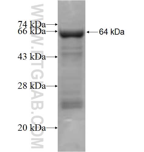 RASA3 fusion protein Ag5331 SDS-PAGE