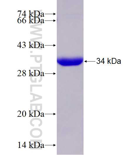 RASEF fusion protein Ag28054 SDS-PAGE