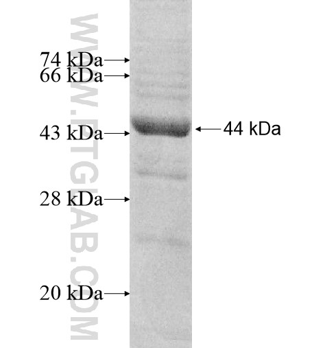 RASGEF1A fusion protein Ag10826 SDS-PAGE