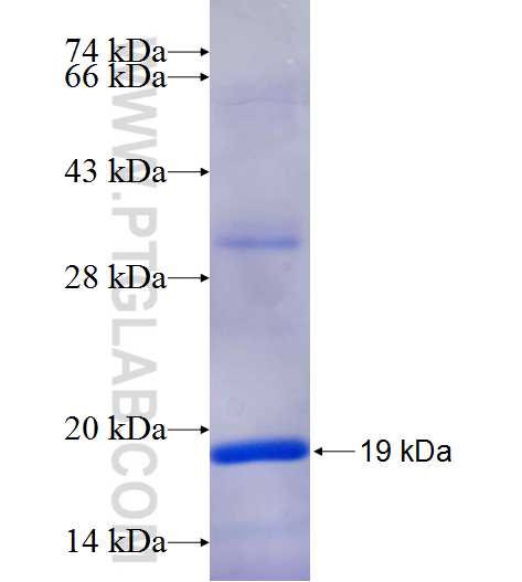 RASGRP1 fusion protein Ag25736 SDS-PAGE