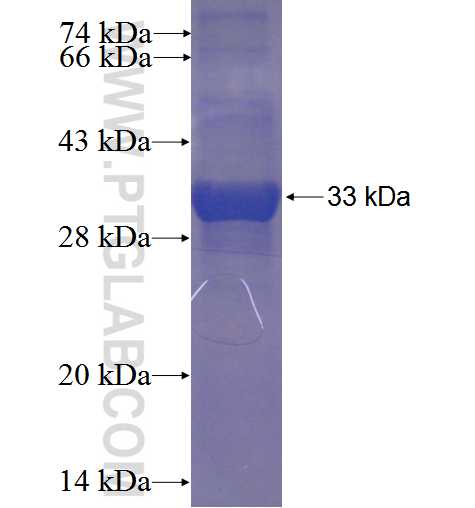 RASSF1 fusion protein Ag23959 SDS-PAGE