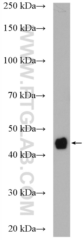 WB analysis of HT-29 using 11921-1-AP