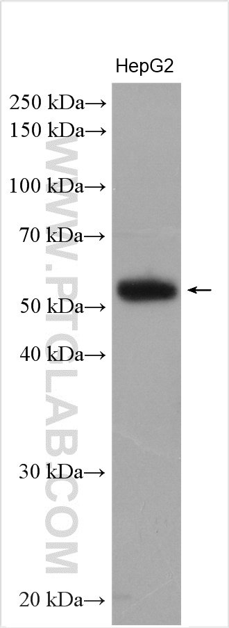 WB analysis of HepG2 using 12861-1-AP