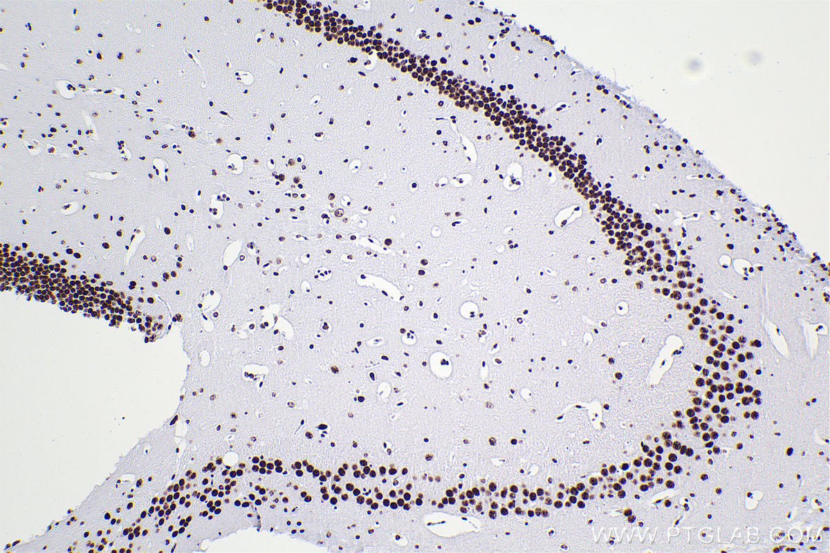 IHC staining of mouse brain using 84104-4-RR (same clone as 84104-4-PBS)