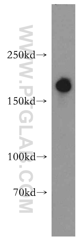 WB analysis of HT-1080 using 18893-1-AP