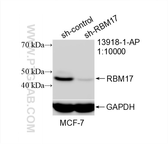 WB analysis of MCF-7 using 13918-1-AP