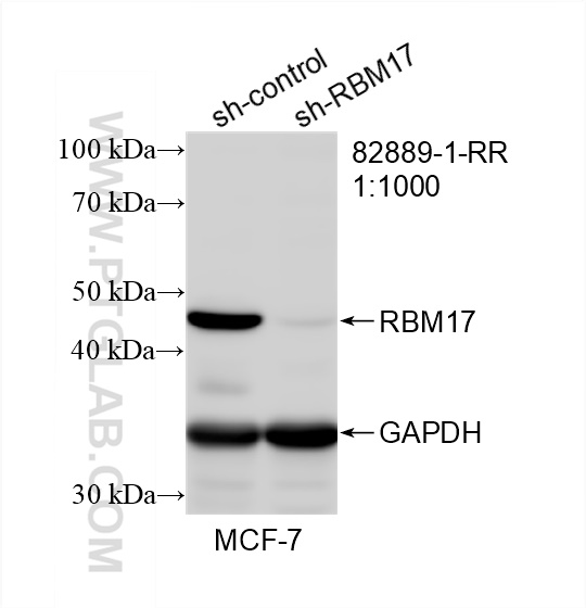 WB analysis of MCF-7 using 82889-1-RR