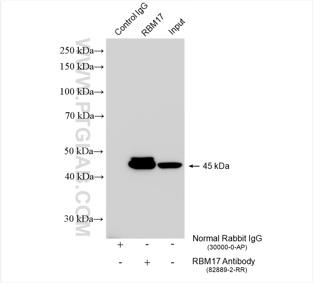 IP experiment of MCF-7 using 82889-2-RR (same clone as 82889-2-PBS)