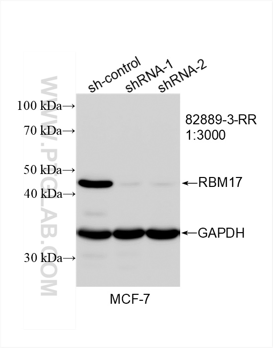 WB analysis of MCF-7 using 82889-3-RR (same clone as 82889-3-PBS)