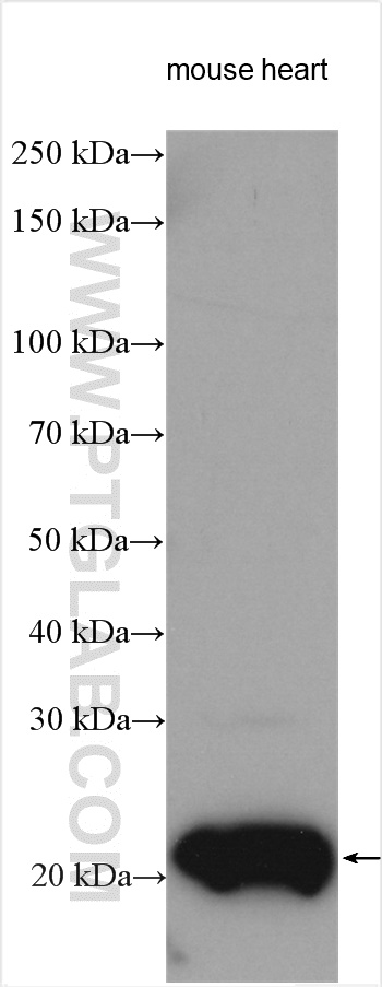 WB analysis using 18178-1-AP