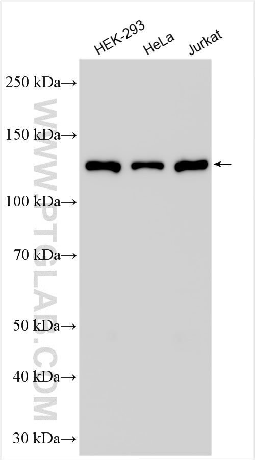 WB analysis using 16823-1-AP